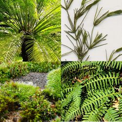 Examples of phragmoplastophytes: top left, "Cycas circinalis"; top right, "Chara globularis"; bottom left, various mosses; bottom right, "Polypodium virginianum"