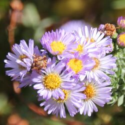 Symphyotrichum defoliatum 5242734-squared.jpg