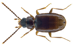 Tachys bistriatus.png