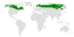 A map with a white background shows gray silhouettes of continents with green shading over the area where the taiga biome can be found.