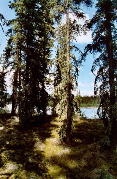 File:Tall white spruce shade the mossy forest floor.jpg