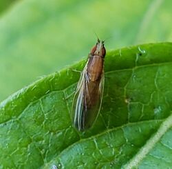 Trigonometopus vittatus resting on a leaf.jpg