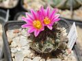 Turbinicarpus booleanus - Flickr - Resenter89.jpg