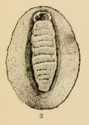 U.S. National Museum Proceedings Vol XVI Pl L West American Mollusks (Fig 2).png