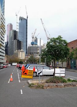 Street tree in Melbourne, Australia. Street trees have to survive in often challenging conditions and with numerous human disturbances