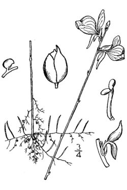 Utricularia cornuta illustration.jpg