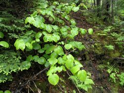 Viburnum lantanoides nb.jpg