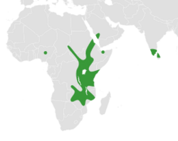 Map showing distribution of Wajira in Africa, the Arabian Peninsula and southern India