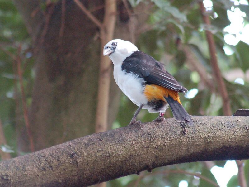 File:White-headed Buffalo-weaver Dinemellia dinemelli Perched 2000px.jpg