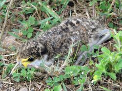 Young Masked Lapwing.jpg