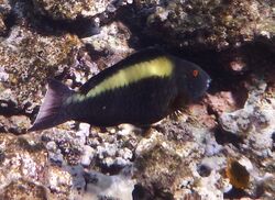 Двухцветный попугай, Cetoscarus bicolor (Bicolour parrotfish) - самка.DSCF8285ВЕ.jpg