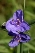 0 Tradescantia occidentalis - Samoëns (3).JPG