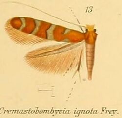 13-Cremastobombycia ignota (Frey & Boll, 1873).JPG