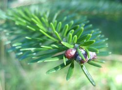 Abies fargesii bud foliage.jpg