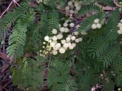 Acacia schinoides.JPG