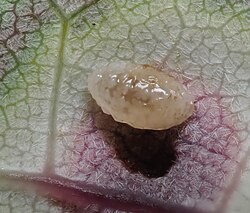 Acericecis ocellaris larva.jpg