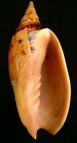 Alcithoe arabica (smooth form, underside view).JPG
