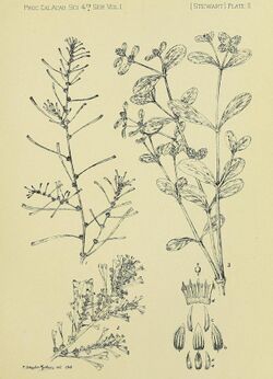Amaranthus sclerantoides, Alternanthera galapagensis.jpg