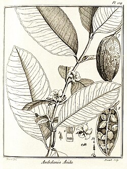 Illustration of Ambelania acida