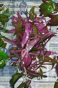 Ammannia gracilis.jpg