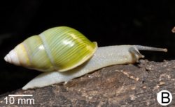 Amphidromus roseolabiatus 2.png