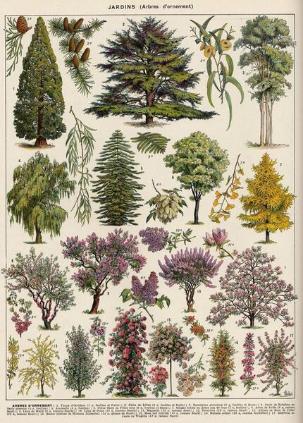 File:Arbres d'ornement-1 - ornamental trees in colour- Public domain book illustration (visual explanation, informative drawing, plate) from Larousse du XXème siècle 1932.jpg