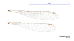 Austrocnemis obscura female wings (34664723982).jpg