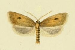 Avaria hyerana1.jpg