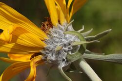 Balsamorhiza sagittata 4771.JPG