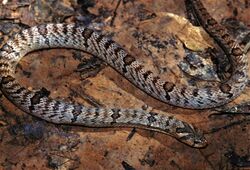 Banded Kukri Snake (Oligodon fasciolatus) (7783162238).jpg