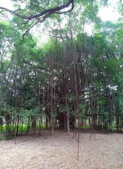 Banyan tree in auroville.jpg