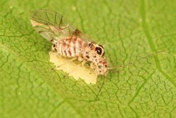 Barklouse (Teliapsocus conterminus) and eggs, Natchez Trace, Natchez, Mississippi.jpg