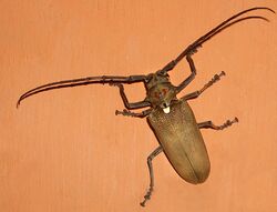 Batocera rufomaculata.jpg