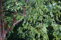 Betula albosinensis 2.jpg
