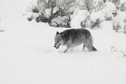 Black and grey wolf (female from Druid pack, "Half Black") walking in snow near Lamar River bridge (16054296980).jpg