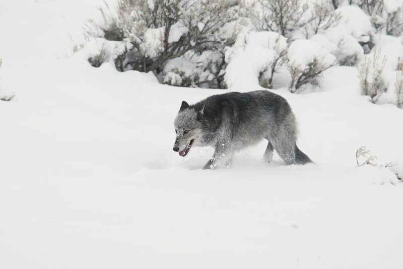 File:Black and grey wolf (female from Druid pack, "Half Black") walking in snow near Lamar River bridge (16054296980).jpg