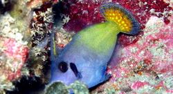 Blackbar filefish 001.jpg