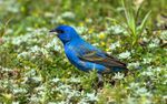 Blue Grosbeak (1).jpg