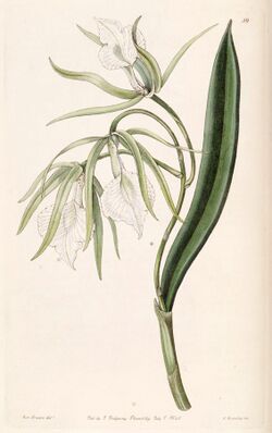Brassavola venosa - Edwards vol 26 (NS 3) pl 39 (1840).jpg