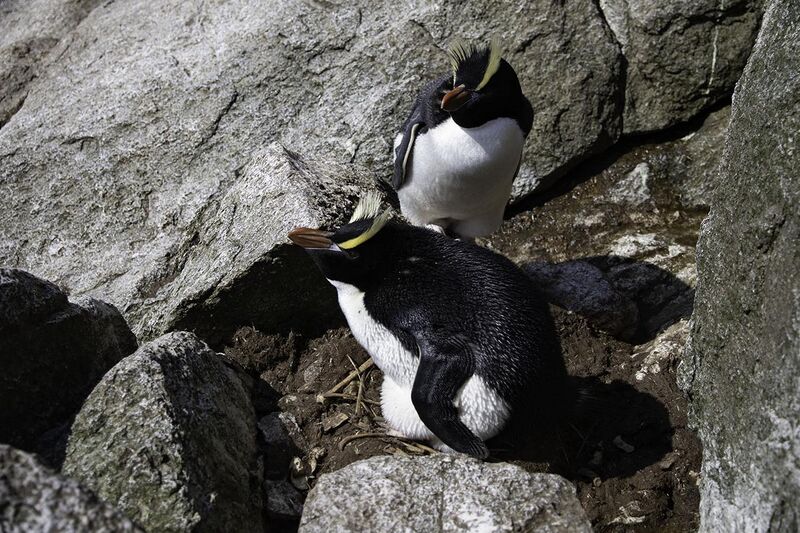 File:Breeding pair of Erect-crested penguins at their nest.jpg