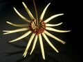 Bulbophyllum makoyanum Orchi 003.jpg
