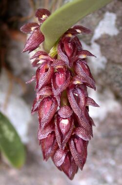 Bulbophyllum tridentatum (6699228245).jpg