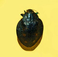 Buprestidae - Polybothris sparsuta.JPG