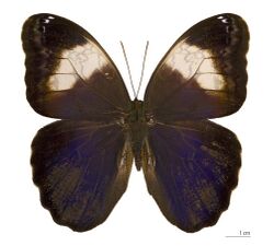 Caligo martia (Dos).jpg