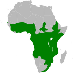 Cecropis abyssinica distribution map.png
