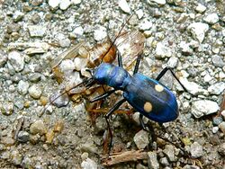 Central American Montane Tiger Beetle (Pseudoxycheila tarsalis) (7087642349).jpg