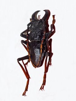 Cerambycidae - Prionacalus buckleyi.jpg