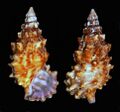 Cerithium echinatum.shell001.jpg