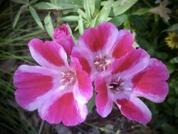 Clarkia amoena, "farewell to spring" I think. (49993959112).jpg