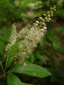 Clethra acuminata.jpg